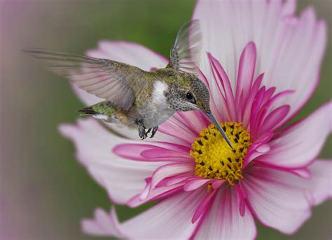 Birds and blooms - Birds & Blooms magazine celebrates the joys of attracting birds and tending to beautiful backyard flower gardens. Find vivid color photos, reader stories and do-it-yourself projects in each issue of Birds & Blooms magazine.